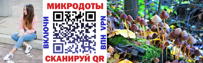 Купить где  Рыльск  Галлюциногенные грибы Psilocybe 